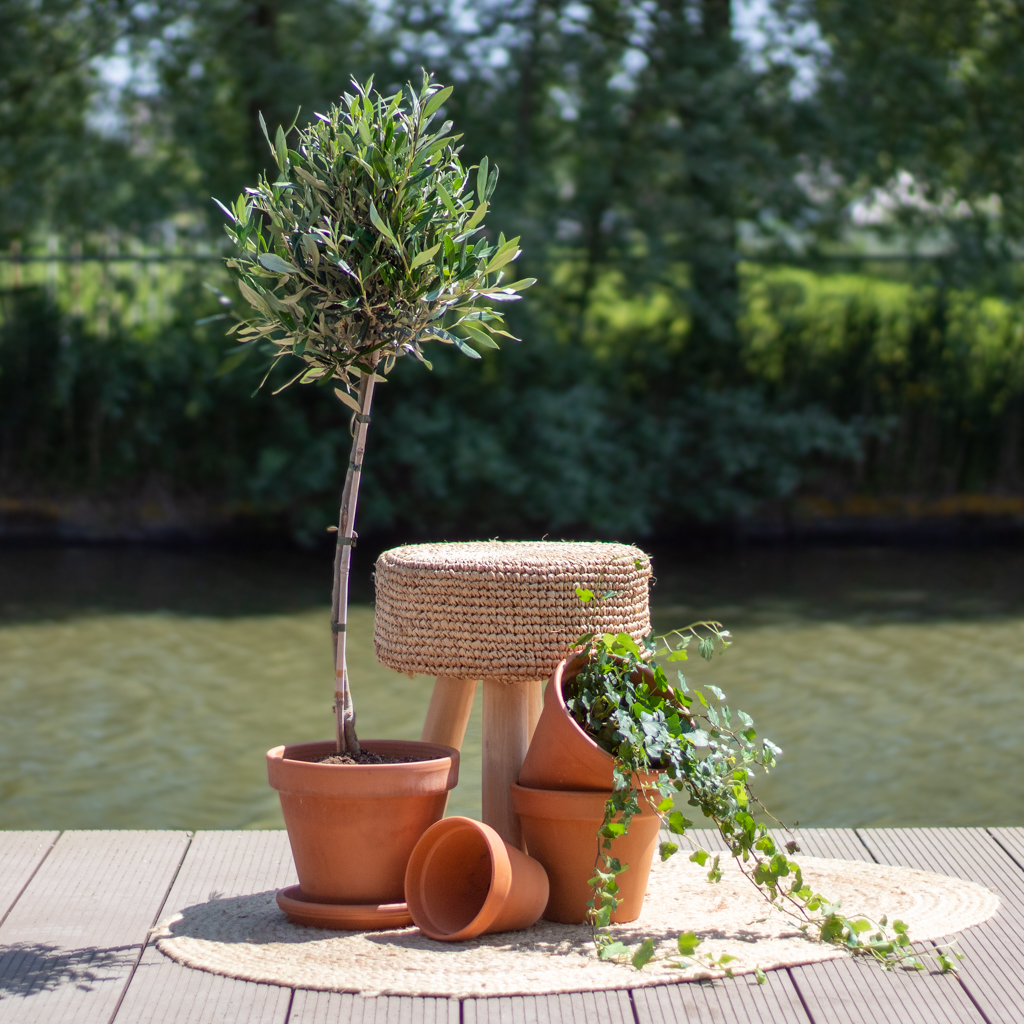 Olijfboom - Olea Europaea - P19