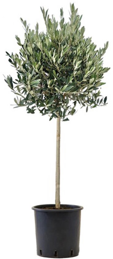 Olijfboom op stam - 'Olea Europaea' - tuinplant - wintergroen - H50cm Ø16cm