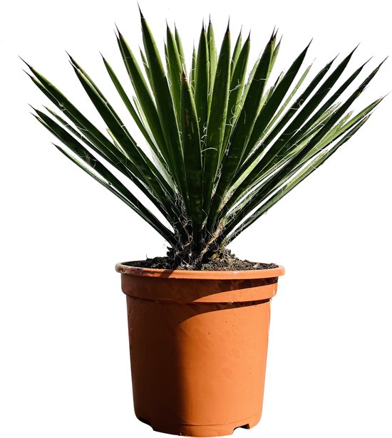 Palmboom - Yucca Filifera - Winterhard - Pot ⌀ 27cm - Hoogte 40-50cm