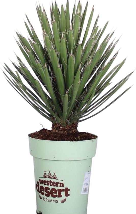 Palmboom - Yucca filifera XXL - Winterhard - Pot ⌀ 27cm - Hoogte 50-70cm