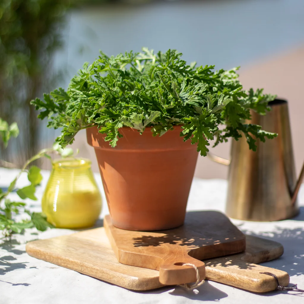 Pelargonium Graveolens - Anti-muggenplant - P12