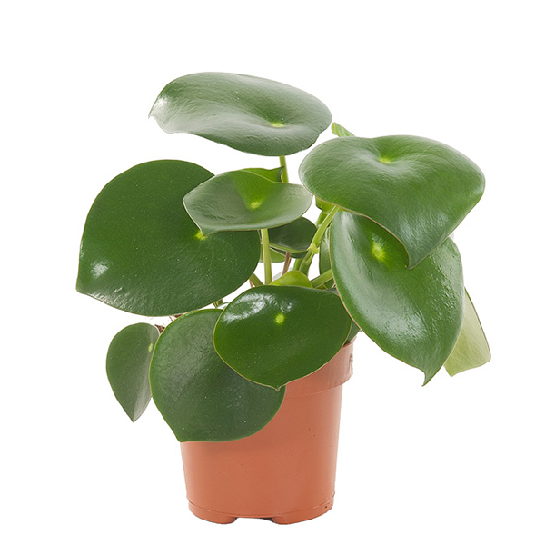 Peperomia raindrop - P 12 cm