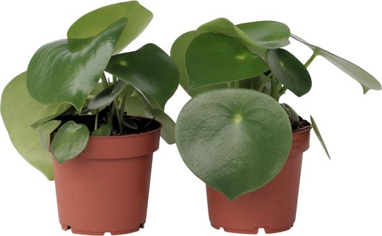 Peperomia Raindrop - Set van 2 - Pot 12cm - Hoogte 20-30cm - Peperomia Polybotrya - Kamerplanten