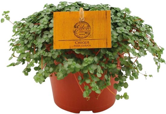 Pilea Glauca - Watermeloenplant -20cm -Ø12 Groene Kamerplant -Sierplantenshop