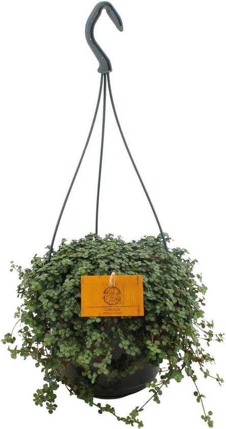 Pilea Glauca - Zilveren Pannenkoekenplant -14 cm -Ø12 Groene Kamerplant -Sierplantenshop