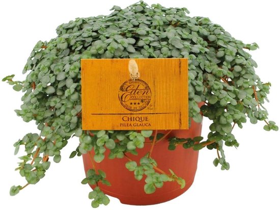 Pilea Glauca - Zilveren Pilea -15cm -Ø12 Groene Kamerplant -Sierplantenshop
