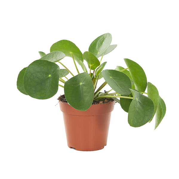 Pilea peperomioides (Pannenkoekplant) P 12 cm