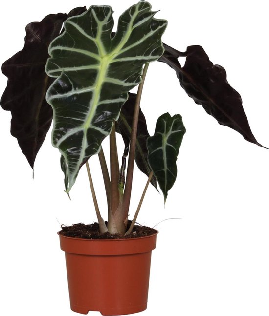 Plantenboetiek.nl | Alocasia Amazonica Polly - Ø12cm - 30cm hoog - Kamerplant - Groenblijvend