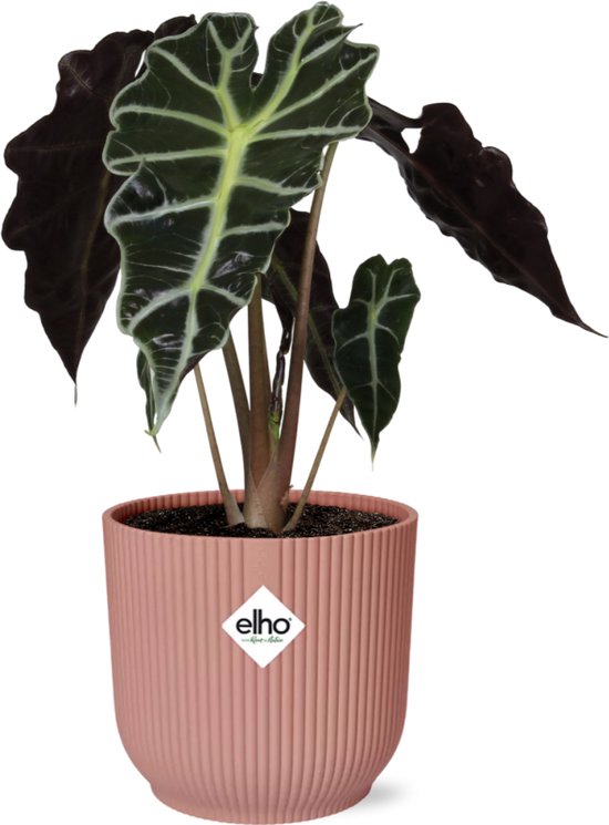 Plantenboetiek.nl | Alocasia ‘Polly’ in ELHO Vibes Fold roze - Ø14cm - 35-45cm hoog - Kamerplant - Groenblijvend
