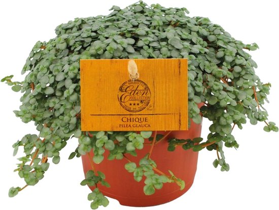 Plantenboetiek.nl | Pilea Glauca - Ø11cm - 15cm hoog - Kamerplant - Groenblijvend