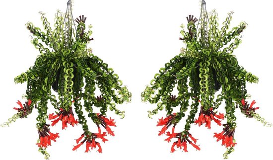 Plant in a Box - Aeschynantus Twister - Set van 2 - Lipstickplant - Groene hangplant - Pot 15cm - Hoogte 20-30cm