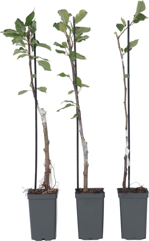 Plant in a Box - Appelbomen - set van 6 - Malus 'Braeburn', 'Golden Delicious', 'Malus Gala' - fruitbomen - pot 9cm - hoogte 60-70cm