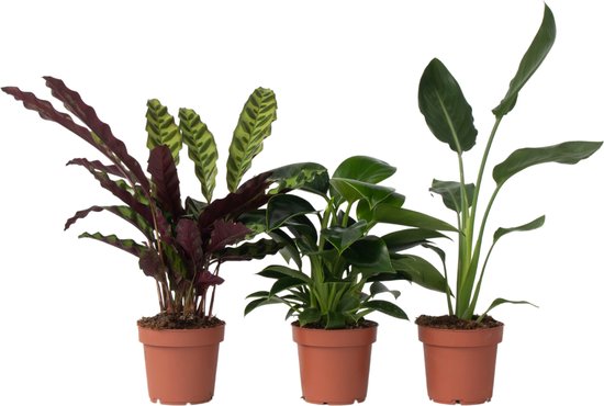 Plant in a Box - Calathea, Philodendron, Strelitzia - Mix van 3 - Green indoor mix - Groene kamerplanten - Pot 12cm - Hoogte 25-40cm