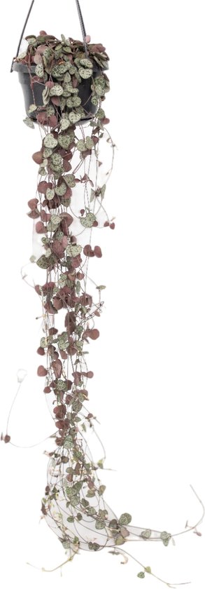 Plant in a Box - Ceropegia Woodii - Chinees Lantaarnplantje - Pot 14cm - Hoogte 20-30cm