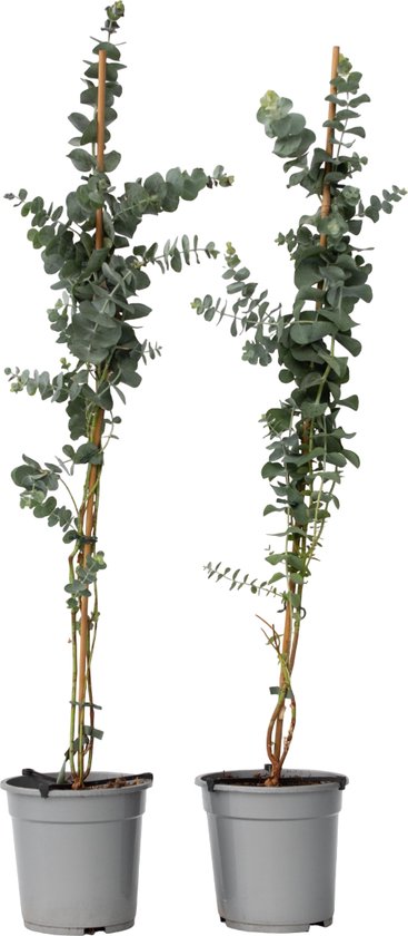 Plant in a Box - Eucalyptus cinerea 'Silver Dollar' - Set van 2 - Winterharde Eucalyptus - Pot 19cm - Hoogte 90-110cm