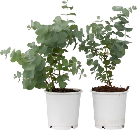 Plant in a Box - Eucalyptus Pulverulenta 'Baby Blue' - Set van 2 - Pot 13cm - Hoogte 25-40cm