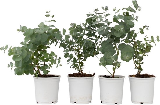 Plant in a Box - Eucalyptus Pulverulenta 'Baby Blue' - Set van 4 - Pot 13cm - Hoogte 25-40cm