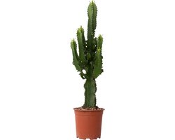 Plant in a Box - Euphorbia Ingens - Cowboy Cactus - kamerplant - Pot 17cm - Hoogte 50-60cm