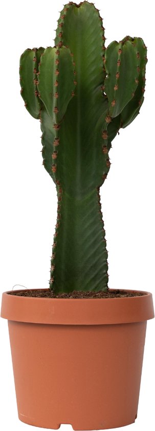 Plant in a Box - Euphorbia Ingens 'cowboycactus' XL - cactus - pot 24cm - hoogte 85-95cm