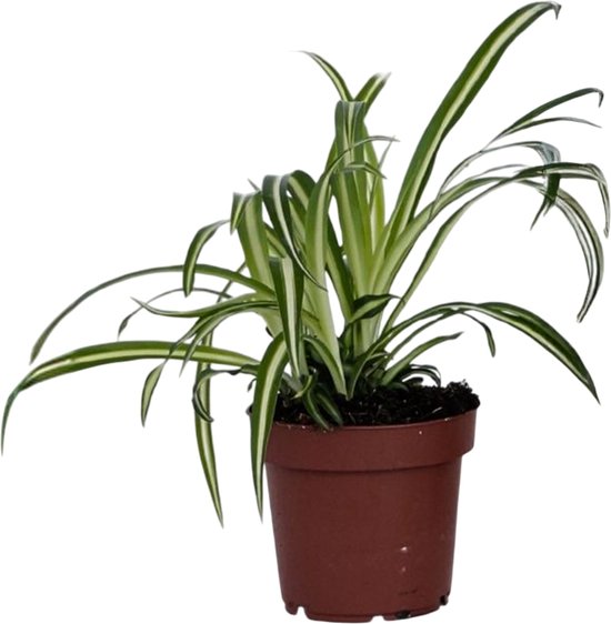 Plant in a Box - Graslelie - Chlorophytum comosum 'Atlantic' - Hoogte 25-40cm - Pot 12cm - Kamerplant - Groen