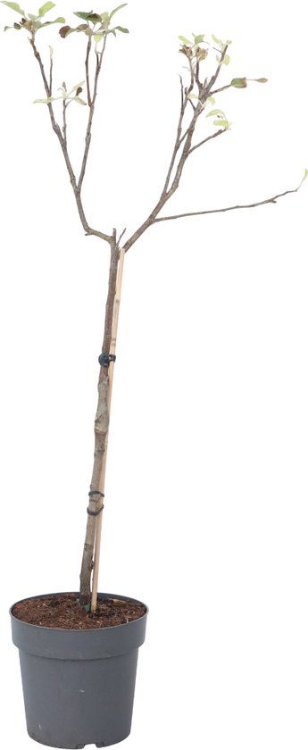 Plant in a Box - Malus domestica - Malus Elstar - Appelboom - Pot 21cm - Hoogte 90-100cm