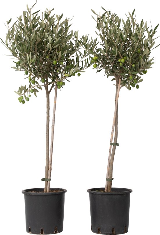 Plant in a Box - Olea Europaea - Set van 2 - Winterharde olijfboom op stam - Pot 19cm - Hoogte 80-90cm