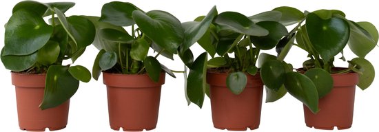 Plant in a Box - Peperomia Raindrop - Set van 4 - Pot 12cm - Hoogte 20-30cm - Peperomia Polybotrya - Kamerplanten