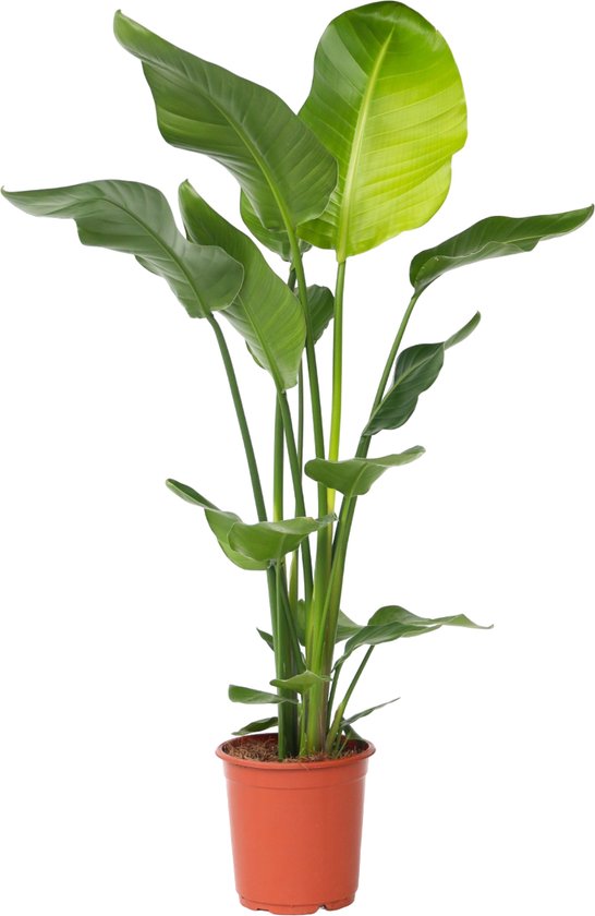 Plant in a Box - Strelitzia Nicolai - Paradijsvogelbloem - Paradijsvogelplant - Groene kamerplant - Pot 21cm - Hoogte 90-110cm