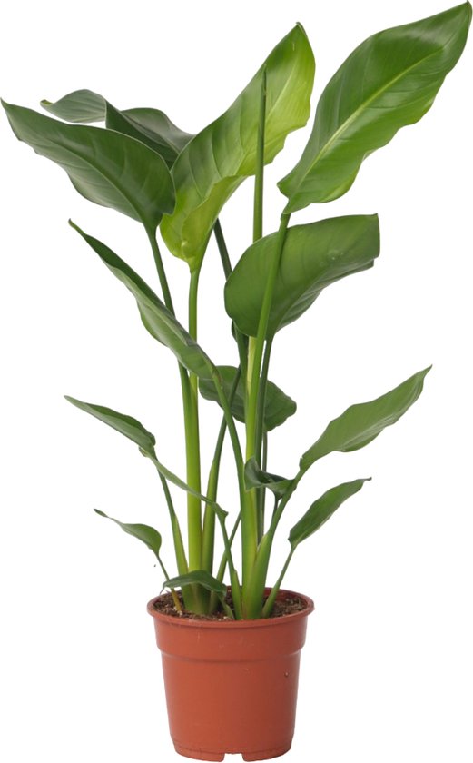 Plant in a Box - Strelitzia Nicolai - Paradijsvogelbloem - Paradijsvogelplant - Groene kamerplant - Pot 17cm - Hoogte 55-70cm