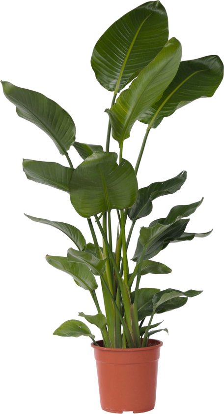 Plant in a Box - Strelitzia Nicolai - Paradijsvogelbloem - Paradijsvogelplant - XXL Groene kamerplant - Pot 28cm - Hoogte 150-170cm