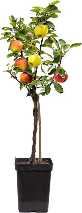 Plant in a Box - TRIO Appelboom - Malus - 3 verschillende appels aan 1 boom - Pot 17 cm - Hoogte 60-70cm