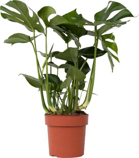 Plant in a Box - XL Monstera Deliciosa - Gatenplant - Pot 21cm - Hoogte 70-80cm