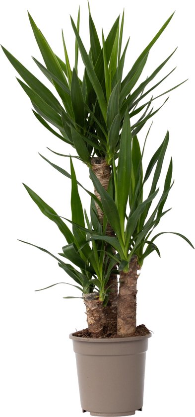 Plant in a Box - Yucca Elephantipes - Stevige kamerpalm - Gemakkelijke kamerplant - Pot 21cm - Hoogte 70-80cm