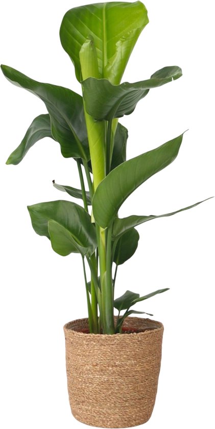 Plant in a Box Strelitzia Nicolai in decoratieve mand - Hoogte 55-70cm - Pot 17cm - Paradijsvogel Kamerplant