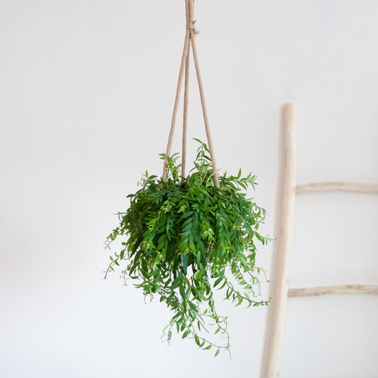 Plantje.nl - Aeschynanthus Japhrolepis - Lipstickplant - P15 - Woonkamerplanten