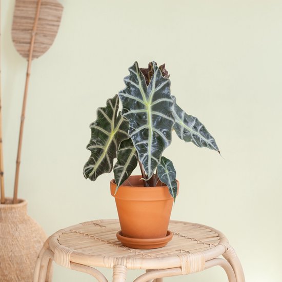 Plantje.nl - Alocasia Amazonica Polly - Skeletplant - P12 - Kamerplanten