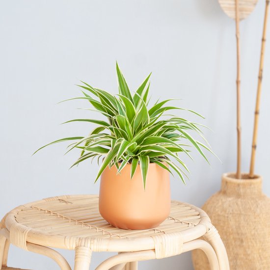 Plantje.nl - Graslelie - Chlorophytum Comosum - P12 - Woonkamerplanten