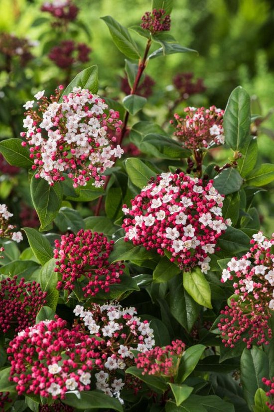 Plants Online - Tuinplanten - Heesters - Viburnum tinus 'Gwenllian' - 5 liter pot - 40-50 cm - set van 5