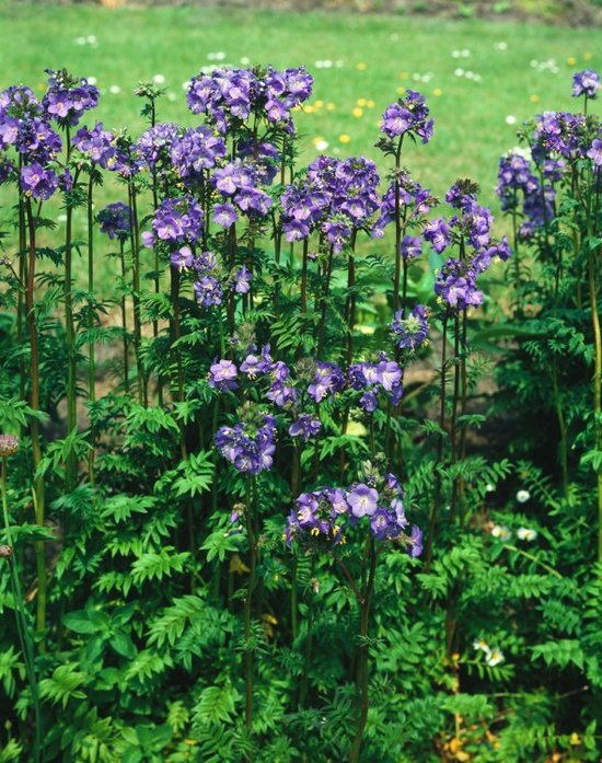 Plants Online - Tuinplanten - Vaste planten - Set van 3 - Polemonium caeruleum - 1 liter pot - Plant