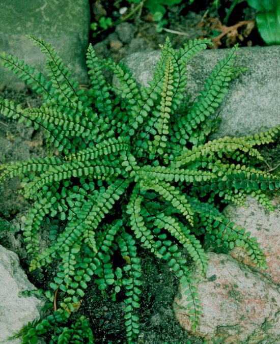 Plants Online - Tuinplanten - Vaste planten - Tuinplanten - Varens - Set van 5 - Asplenium trichomanes - 0.7 liter pot - Plant