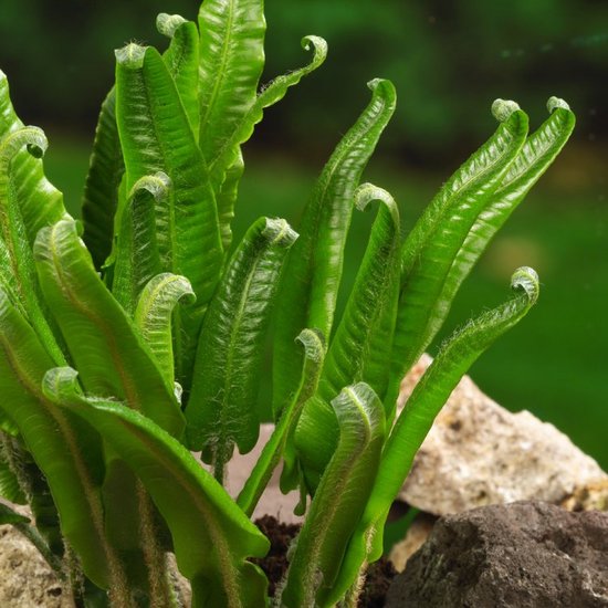Plants Online - Tuinplanten - Vaste planten - Tuinplanten - Varens - Set van 5 - Asplenium scolopendrium - 0.7 liter pot - Plant