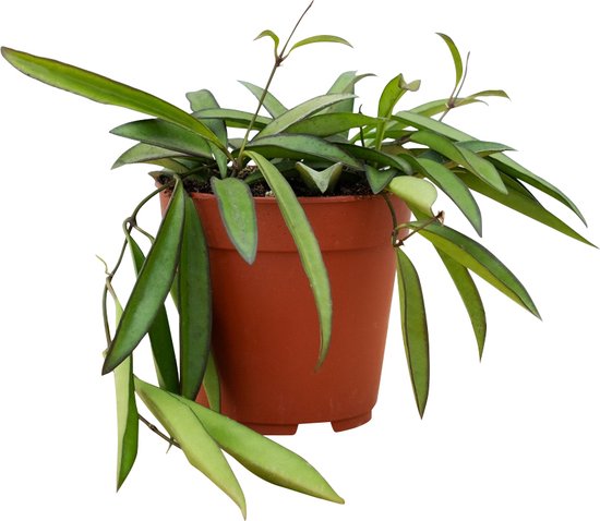 PLNTS - Hoya Wayetii (Wasbloem) - Kamerplant - Kweekpot 12 cm - Hoogte 20 cm
