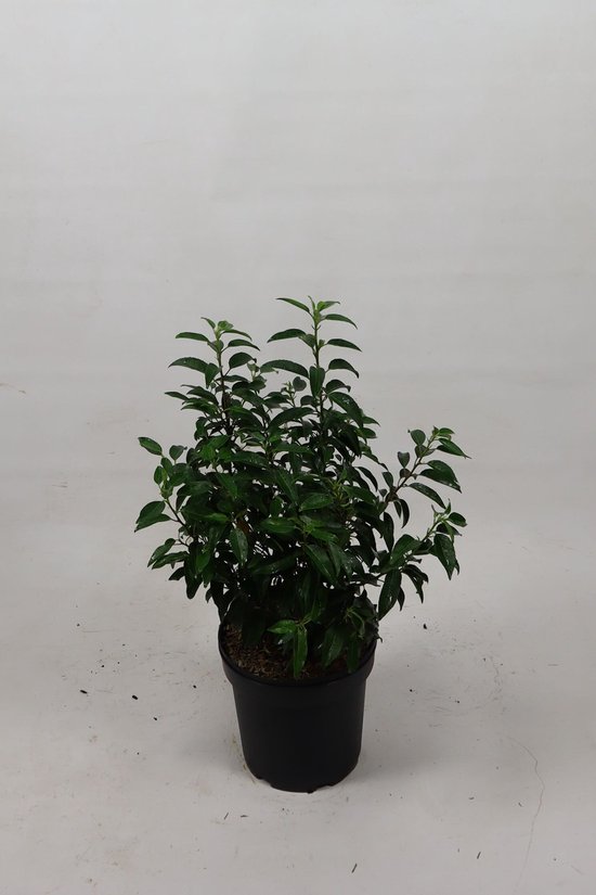 Portugese Laurier 40-60 cm (in pot) - Prunus lusitanica 'Angustifolia' - Ø26 cm