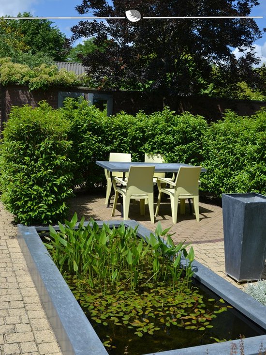 Portugese Laurier Prunus Angustifolia 60-80 cm in Pot, 3x Haagplant