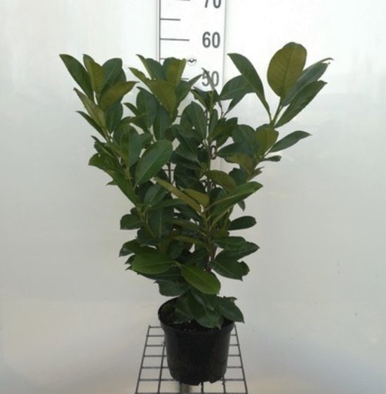 Prunus laurocerasus 'Rotundifolia' - LAURIERKERS , PAPLAURIER 40 - 60 cm in pot