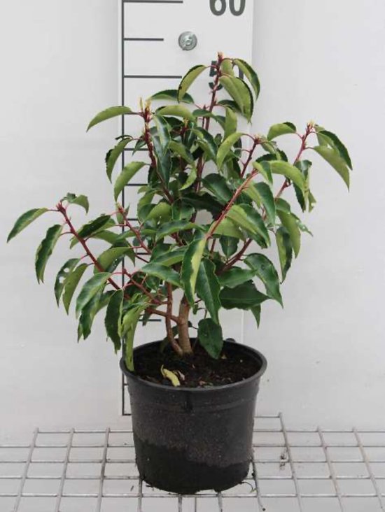 Prunus lusitanica 'Angustifolia' - PORTUGESE LAURIER - 30- 40 cm in pot