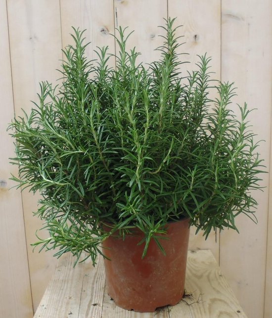 Rozemarijn Grote Pot 30 cm