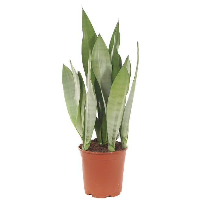 Sanseveria Moonshine (Vrouwentong) - P 21 cm