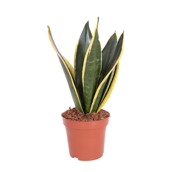 Sanseveria Trifasciata Superba P 12 cm