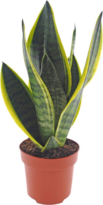 Sansevieria | 35cm